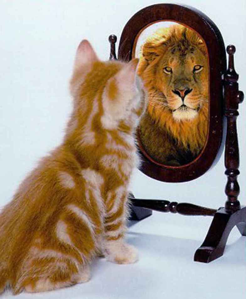 lion-in-mirror2